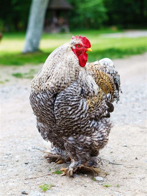 The Best Chicken You Can Eat in Manila .